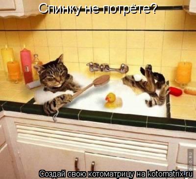Котоматрица: Спинку не потрёте?