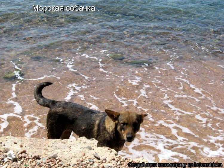 Котоматрица: Морская собачка..