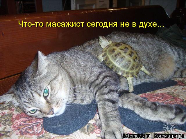 Что-то масажист сегодня не в духе...... Котоматрица: Что-то масажист сегодня не в духе...