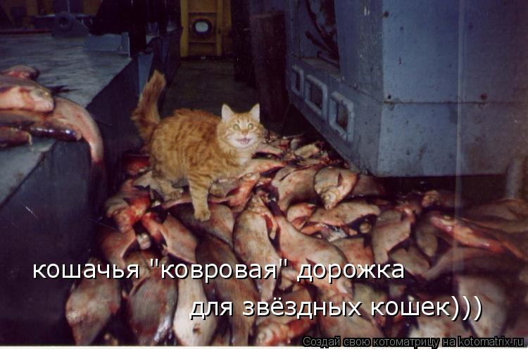 Котоматрица: кошачья "ковровая" дорожка для звёздных кошек)))