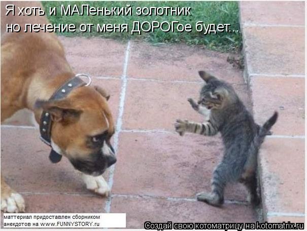 Я хоть и МАЛенький золотник но лечение от меня ДОРОГое будет...... Котоматрица: Я хоть и МАЛенький золотник но лечение от меня ДОРОГое будет...