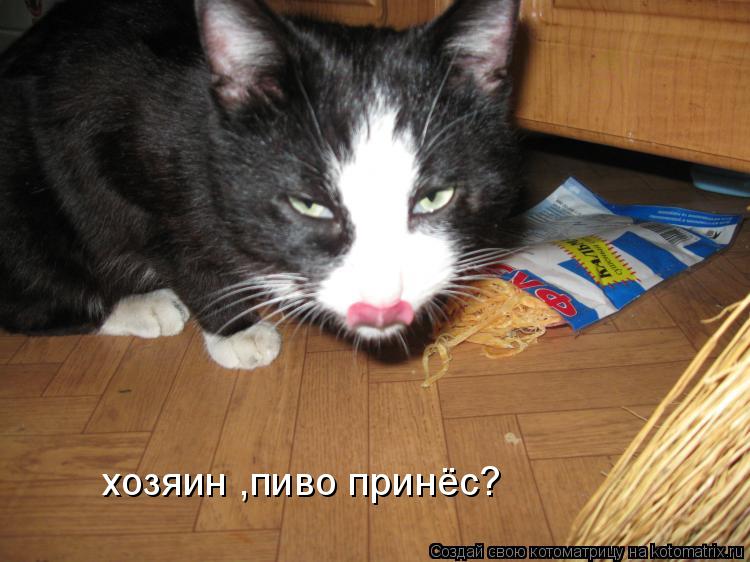 хозяин ,пиво принёс?... Котоматрица: хозяин ,пиво принёс?