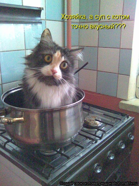 Котоматрица: Хозяйка, а суп с котом  точно вкусный???