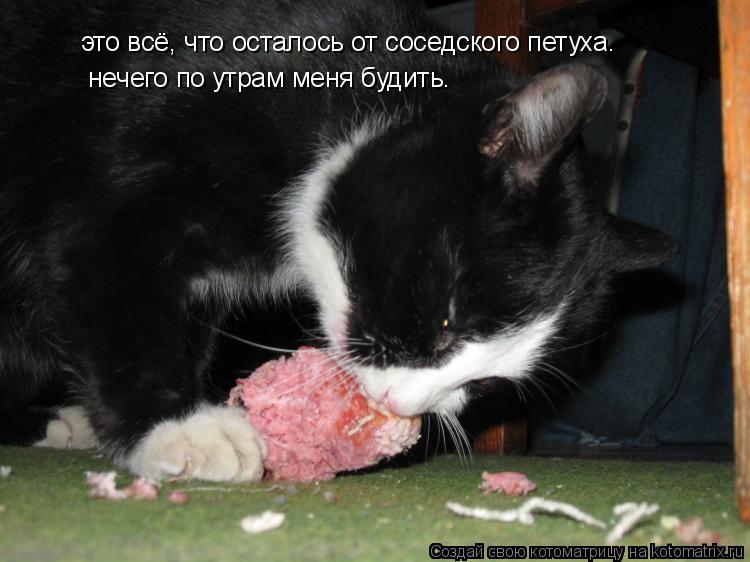 это всё, что осталось от соседского петуха. нечего по утрам меня будить.... Котоматрица: это всё, что осталось от соседского петуха. нечего по утрам меня будить.