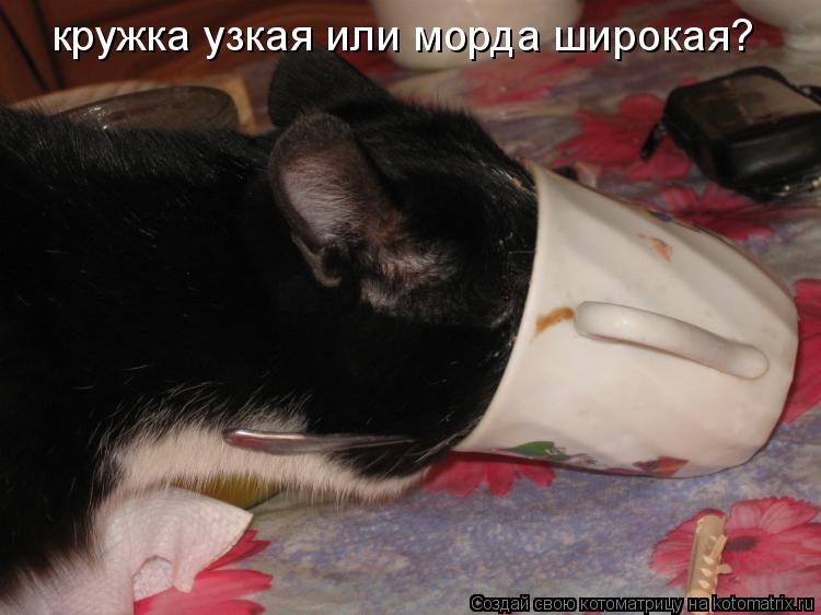 кружка узкая или морда широкая?... Котоматрица: кружка узкая или морда широкая?