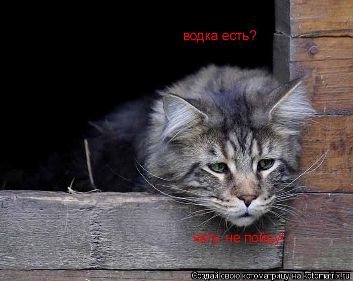 водка есть? нету, не пойду!... Котоматрица: водка есть? нету, не пойду!