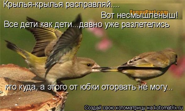 Крылья-крылья расправляй.... Вот несмышленыш! Все дети как дети…..давно уже разлетелись кто куда,... Котоматрица: Крылья-крылья расправляй.... Вот несмышленыш! Все дети как дети…..давно уже разлетелись кто куда, а этого от юбки оторвать не могу...
