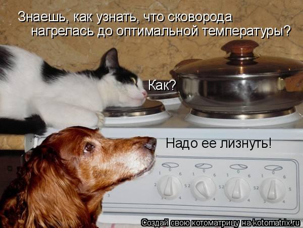 Знаешь, как узнать, что сковорода нагрелась до оптимальной температуры? Как? Надо ее лизнуть!... Котоматрица: Знаешь, как узнать, что сковорода нагрелась до оптимальной температуры? Как? Надо ее лизнуть!