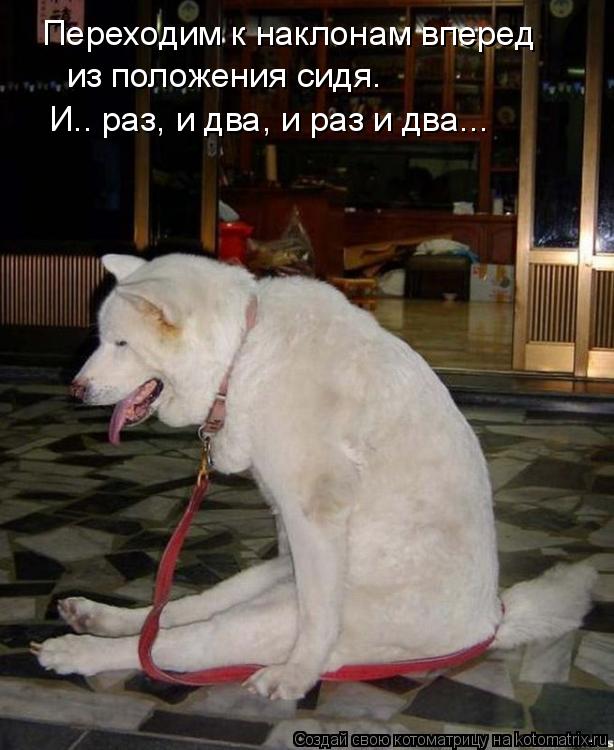 Переходим к наклонам вперед из положения сидя. И.. раз, и два, и раз и два...... Котоматрица: Переходим к наклонам вперед из положения сидя. И.. раз, и два, и раз и два...
