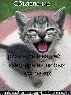 Объявление Приживусь в вашей квартире на любых условиях... Котоматрица: Объявление Приживусь в вашей квартире на любых условиях