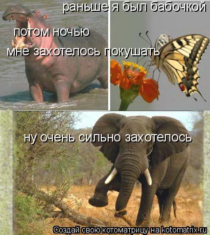 раньше я был бабочкой потом ночью мне захотелось покушать ну очень сильно захотелось... Котоматрица: раньше я был бабочкой потом ночью мне захотелось покушать ну очень сильно захотелось
