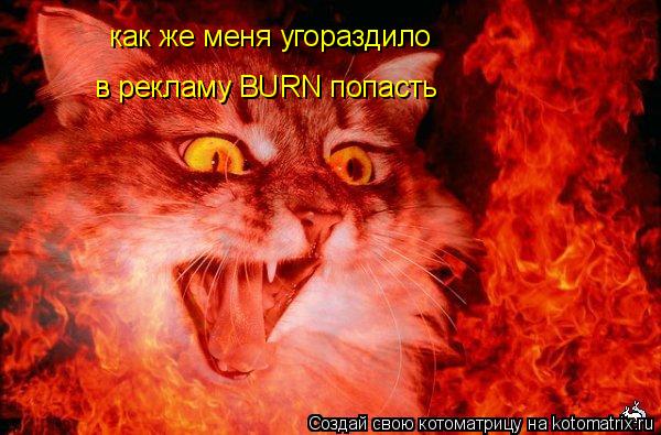 как же меня угораздило в рекламу BURN попасть... Котоматрица: как же меня угораздило в рекламу BURN попасть