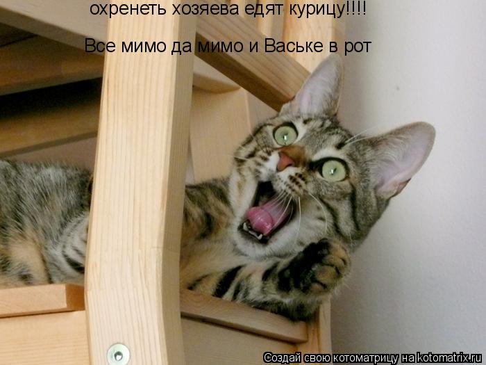 охренеть хозяева едят курицу!!!! Все мимо да мимо и Ваське в рот... Котоматрица: охренеть хозяева едят курицу!!!! Все мимо да мимо и Ваське в рот