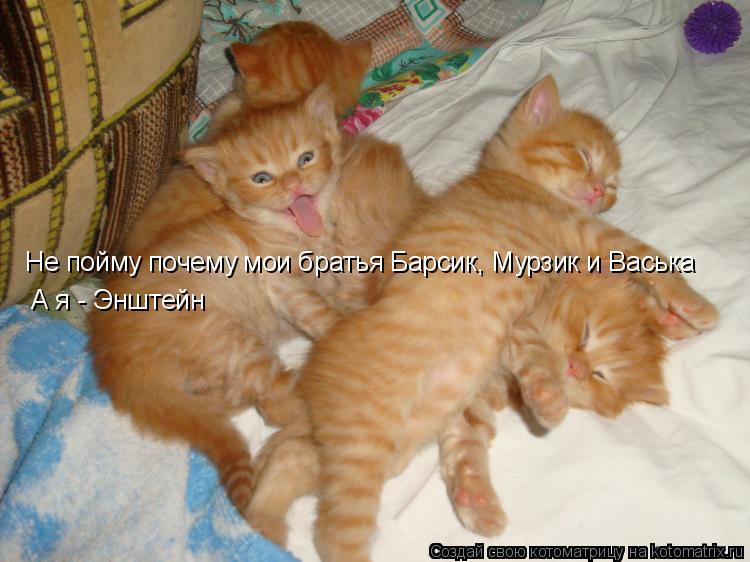 Не пойму почему мои братья Барсик, Мурзик и Васька А я - Энштейн... Котоматрица: Не пойму почему мои братья Барсик, Мурзик и Васька А я - Энштейн