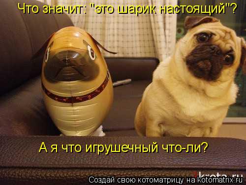 Что значит: "это шарик настоящий"? А я что игрушечный что-ли?... Котоматрица: Что значит: "это шарик настоящий"? А я что игрушечный что-ли?