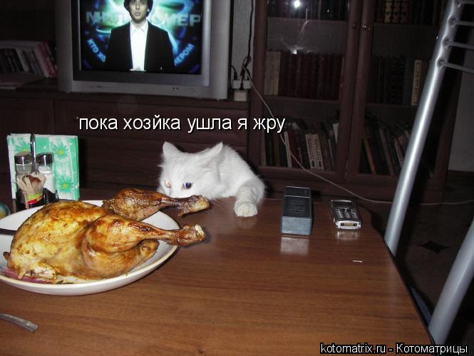 пока хозйка ушла я жру... Котоматрица: пока хозйка ушла я жру