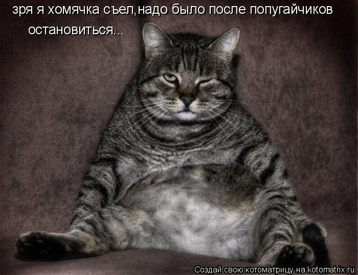 зря я хомячка съел,надо было после попугайчиков остановиться...... Котоматрица: зря я хомячка съел,надо было после попугайчиков остановиться...