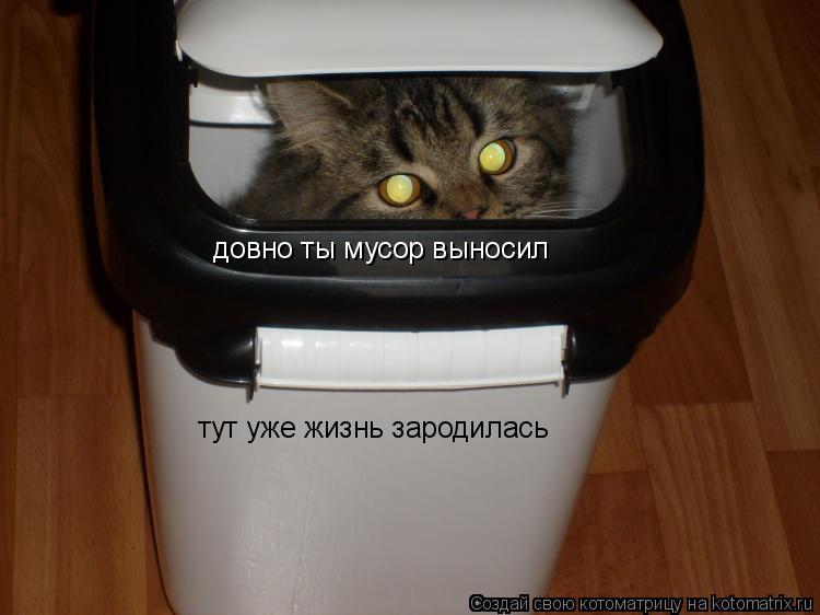 довно ты мусор выносил тут уже жизнь зародилась... Котоматрица: довно ты мусор выносил тут уже жизнь зародилась