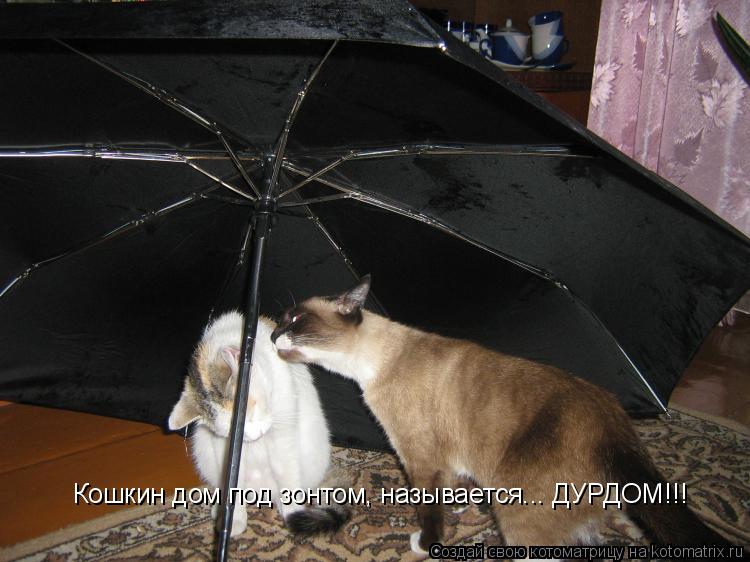 Кошкин дом под зонтом Кошкин дом под зонтом, называется... ДУРДОМ!!!... Котоматрица: Кошкин дом под зонтом Кошкин дом под зонтом, называется... ДУРДОМ!!!