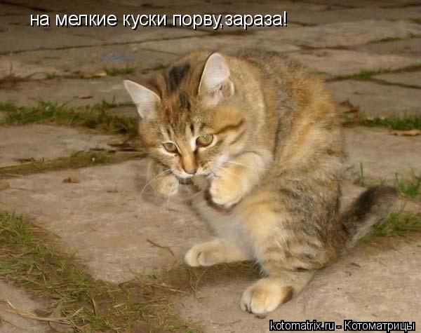 на мелкие куски порву,зараза!... Котоматрица: на мелкие куски порву,зараза!