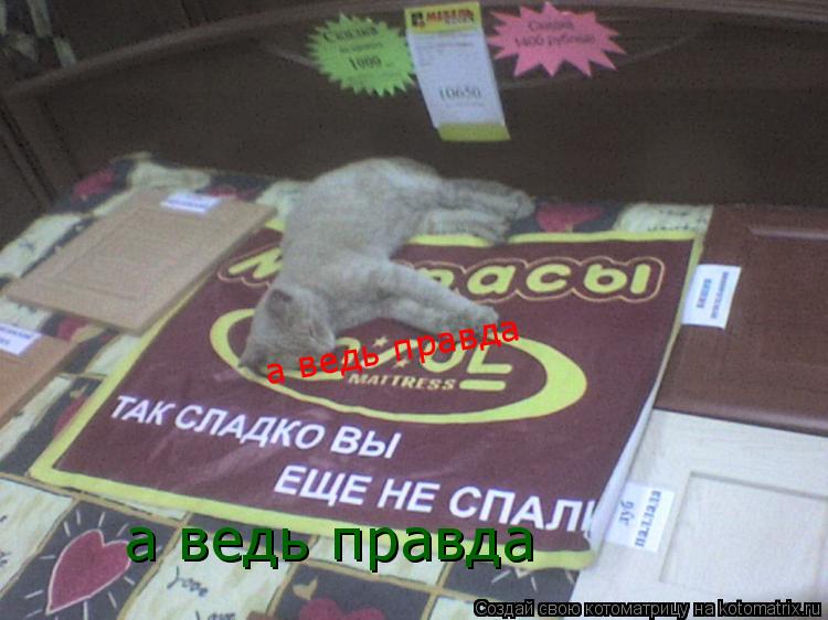 а ведь правда а ведь правда... Котоматрица: а ведь правда а ведь правда