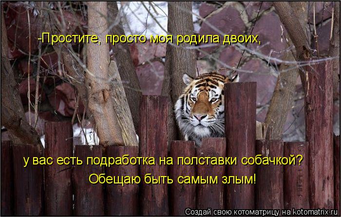 -Простите, просто моя родила двоих, у вас есть подработка на полставки собачкой? Обещаю быть самым зл... Котоматрица: -Простите, просто моя родила двоих, у вас есть подработка на полставки собачкой? Обещаю быть самым злым!