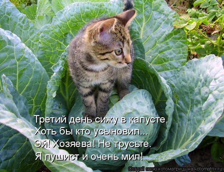 Котоматрица: Третий день сижу в капусте, Хоть бы кто усыновил... Эй! Хозяева! Не трусьте. Я пушист и очень мил!