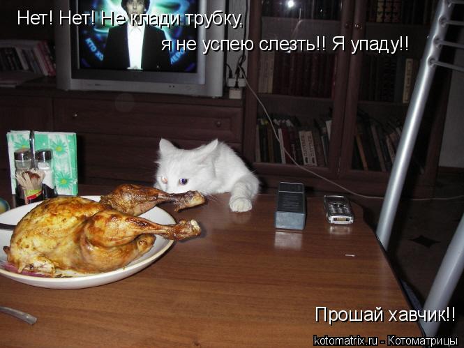 Нет! Нет! Не клади трубку, я не успею слезть!! Я упаду!! Прошай хавчик!!... Котоматрица: Нет! Нет! Не клади трубку, я не успею слезть!! Я упаду!! Прошай хавчик!!