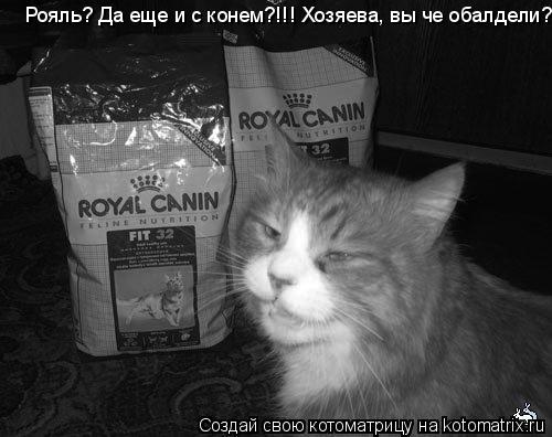 Котоматрица: Рояль? Да еще и с конем?!!! Хозяева, вы че обалдели?
