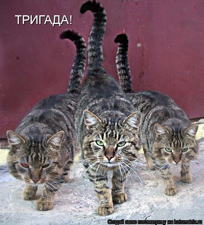 Котоматрица: ТРИГАДА!