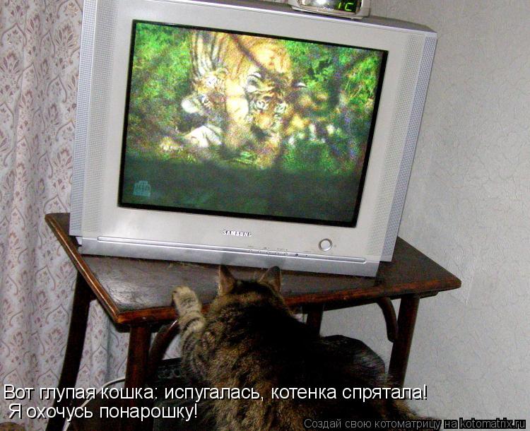Котоматрица: Вот глупая кошка: испугалась, котенка спрятала!  Я охочусь понарошку!