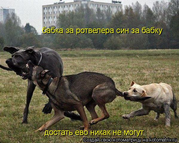 бабка за ротвелера син за бабку достать ево никак не могут... Котоматрица: бабка за ротвелера син за бабку достать ево никак не могут