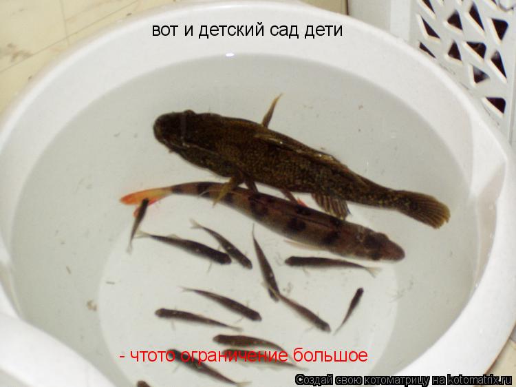 вот и детский сад дети - чтото ограничение большое... Котоматрица: вот и детский сад дети - чтото ограничение большое