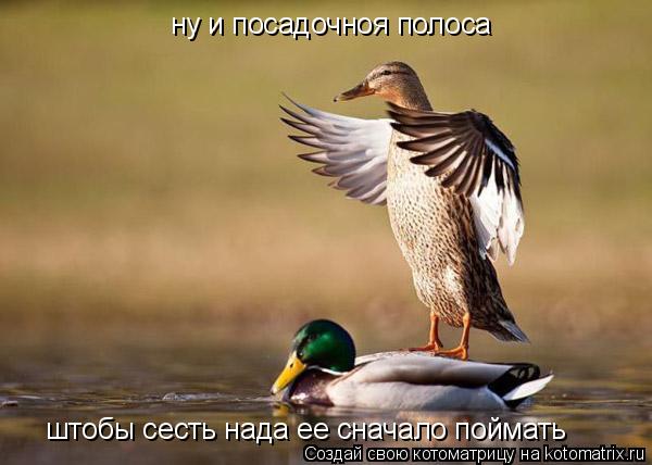 ну и посадочноя полоса штобы сесть нада ее сначало поймать... Котоматрица: ну и посадочноя полоса штобы сесть нада ее сначало поймать