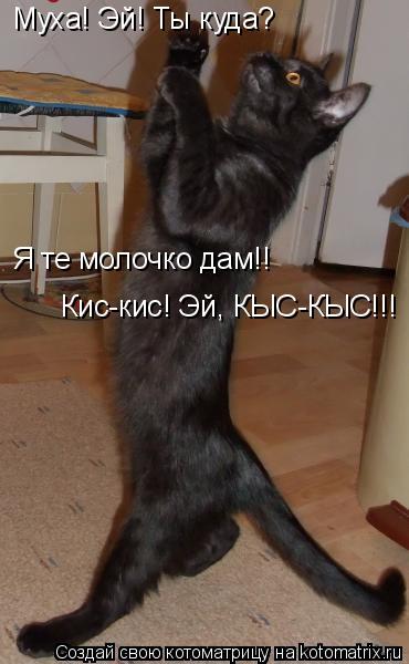 Муха! Эй! Ты куда? Я те молочко дам!! Кис-кис! Эй, КЫС-КЫС!!!... Котоматрица: Муха! Эй! Ты куда? Я те молочко дам!! Кис-кис! Эй, КЫС-КЫС!!!