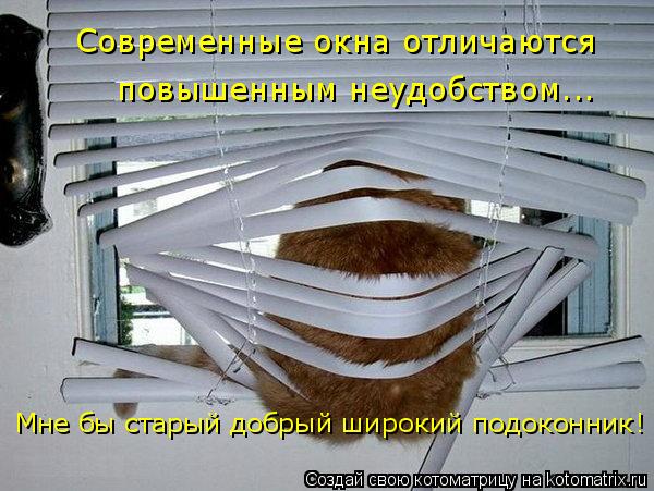Современные окна отличаются повышенным неудобством... Мне бы старый добрый широкий подоконник!... Котоматрица: Современные окна отличаются повышенным неудобством... Мне бы старый добрый широкий подоконник!