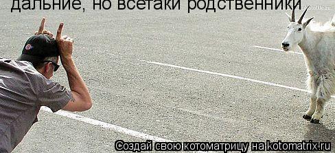 дальние, но всетаки родственники... Котоматрица: дальние, но всетаки родственники