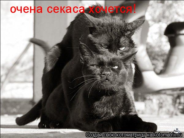 очена секаса хочется!... Котоматрица: очена секаса хочется!