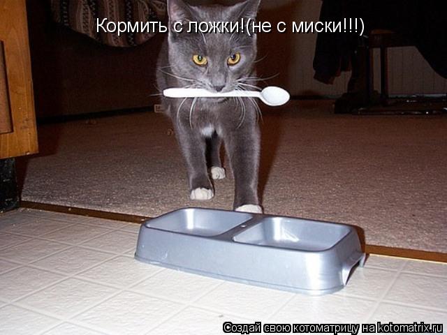 Кормить с ложки!(не с миски!!!)... Котоматрица: Кормить с ложки!(не с миски!!!)