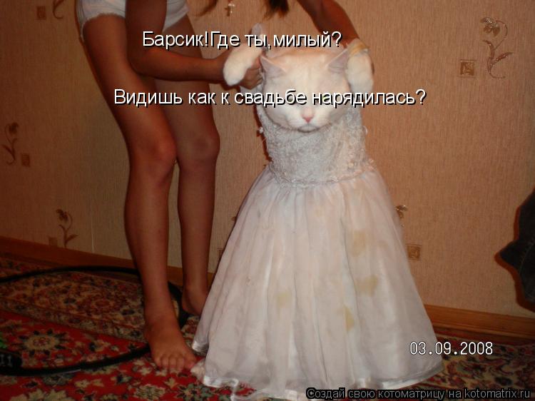 Барсик!Где ты,милый? Видишь как к свадьбе нарядилась?... Котоматрица: Барсик!Где ты,милый? Видишь как к свадьбе нарядилась?