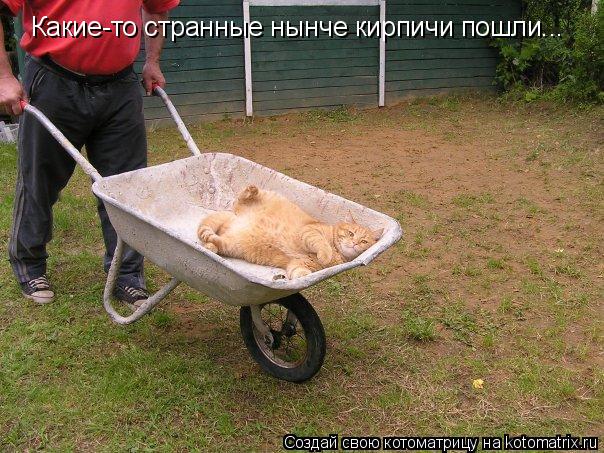 Какие-то странные нынче кирпичи пошли...... Котоматрица: Какие-то странные нынче кирпичи пошли...