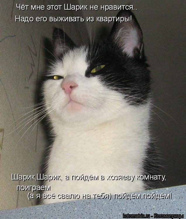 Чёт мне этот Шарик не нравится.. Надо его выживать из квартиры! Шарик,Шарик, а пойдём в хозяеву комна... Котоматрица: Чёт мне этот Шарик не нравится.. Надо его выживать из квартиры! Шарик,Шарик, а пойдём в хозяеву комнату, поиграем (а я всё свалю на тебя) пойдё