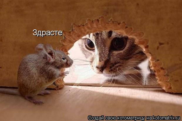 Здрасте... Котоматрица: Здрасте