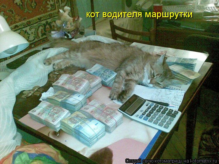 кот водителя маршрутки... Котоматрица: кот водителя маршрутки