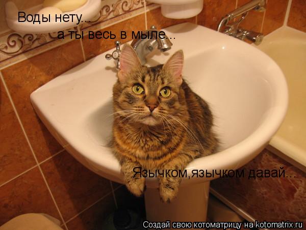Воды нету... а ты весь в мыле... Язычком,язычком давай...... Котоматрица: Воды нету... а ты весь в мыле... Язычком,язычком давай...