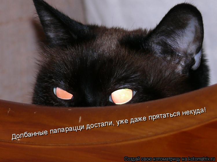 Долбанные папарацци достали, уже даже прятаться некуда!... Котоматрица: Долбанные папарацци достали, уже даже прятаться некуда!