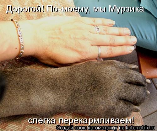 Дорогой! По-моему, мы Мурзика слегка перекармливаем!... Котоматрица: Дорогой! По-моему, мы Мурзика слегка перекармливаем!