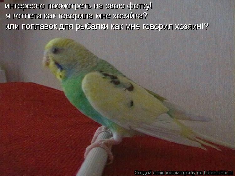 интересно посмотреть на свою фотку! я котлета как говорила мне хозяйка? или поплавок для рыбалки как ... Котоматрица: интересно посмотреть на свою фотку! я котлета как говорила мне хозяйка? или поплавок для рыбалки как мне говорил хозяин!?