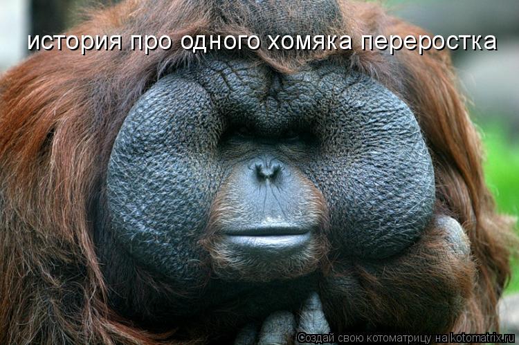 история про одного хомяка переростка... Котоматрица: история про одного хомяка переростка