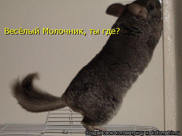 Весёлый Молочник, ты где?... Котоматрица: Весёлый Молочник, ты где?